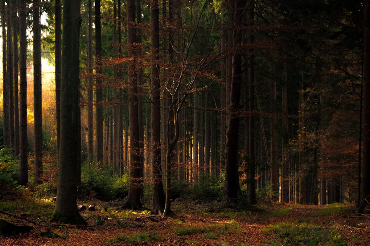 Forests_Autumn_Trees_Foliage_